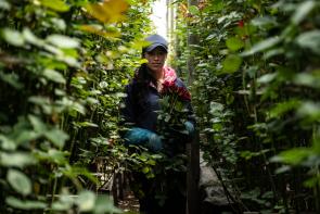 A woman stands in a row of tall, green plants